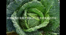 成都成華區(qū)盒飯外賣(mài)配送，品質(zhì)美味直達(dá)您家！